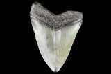 Juvenile Megalodon Tooth - Georgia #111597-1
